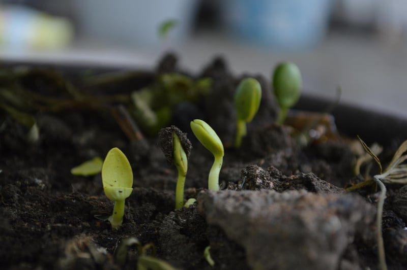 Soil Health Image